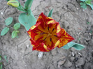P1060733