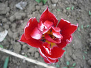 P1060736