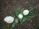 P1060740