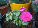 impatiens ciclamen