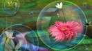 Flowers Backgrounds