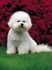 bichon_frise