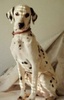 dalmatian (13)