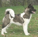 Akita American