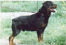 Rottweiler