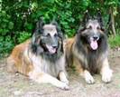 Ciobanesc Belgian Tervueren