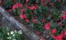 Flori de Vanzare Poze Flori Wallpapers Imagini cu Floricele[1]