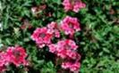 Flori Deosebite Poze Flori Wallpapers Imagini cu Floricele[1]