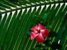Flori Desktop Wallpapers Poze cu Flori Hibiscus[1]