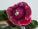 prima mea floricica de gloxinie (Defiance) in 29-30 aprilie 2011