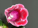 prima mea floricica de gloxinie (Defiance) in 29-30 aprilie 2011