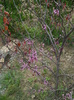 cercis siliquastrum