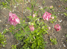 DSCN0988