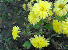 DSCN0272
