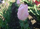 DSC00834
