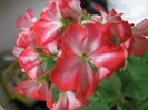 16 apr 2011 003