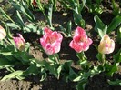 DSC00901