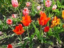 DSC00904