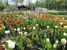 DSC00920