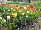 DSC00921