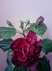 P300411_19.31_[01]