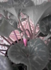 cyclamen cu noi boboci