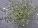 P300411_20.21_[01]