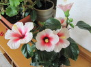 24 apr 2011 002