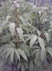 P300411_20.09_[01]
