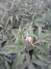 P300411_20.09_[02]