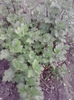 P300411_20.11