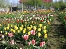 DSC00923