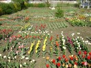 DSC00932