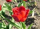 DSC00938