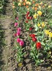 DSC00950