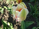 DSC00952