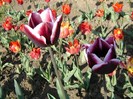 DSC00956