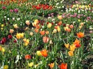 DSC00959