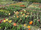 DSC00961