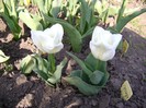 DSC00975