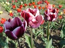 DSC00977