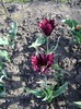 DSC00980