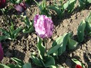 DSC01004