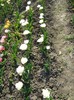 DSC01035