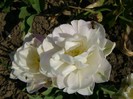 DSC01041