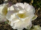 DSC01043
