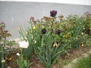 DSCN5141