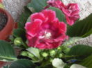 gloxinia