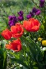 Tulipa Darwin "Apeldoorn"