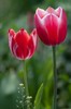 Tulipa Triumph "Alex Maresyev"
